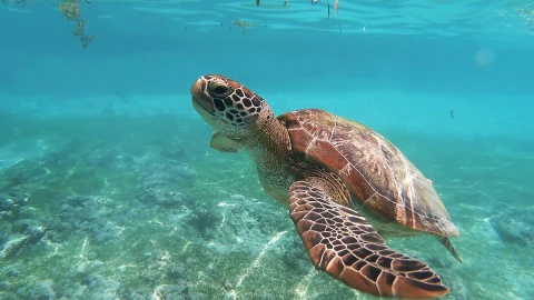 Mueren 9 personas tras ingerir carne de tortuga