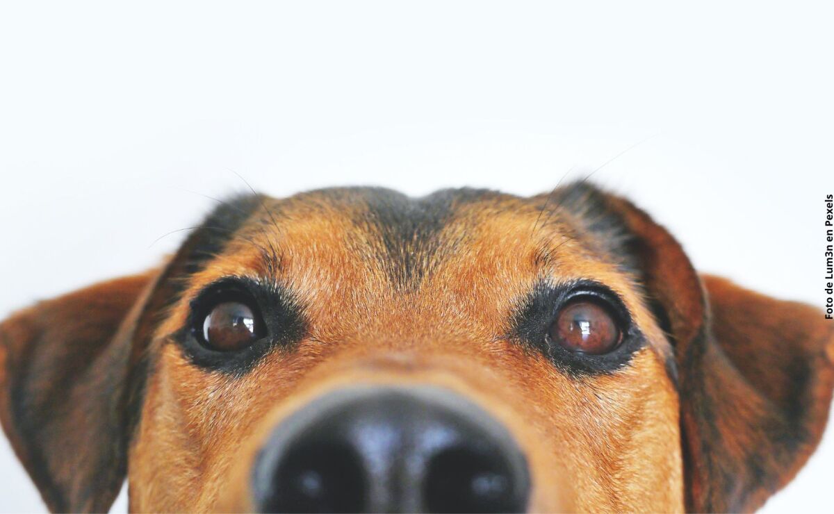 la carne de cerdo es segura para que la coman los perros