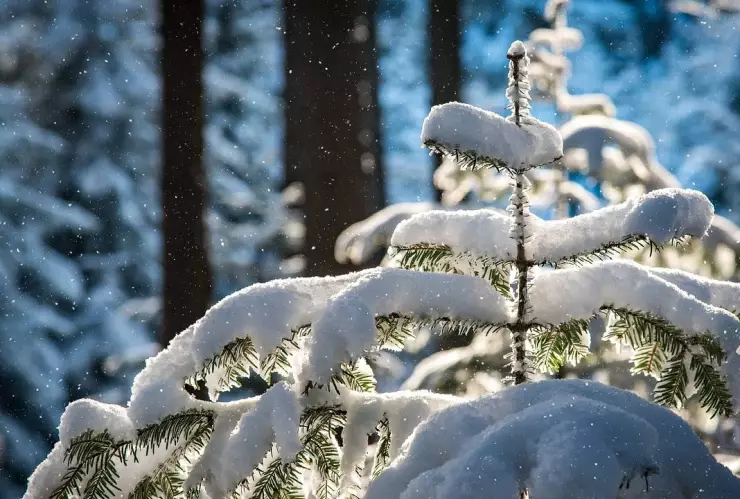 ¿caerá nieve en Guanajuato?