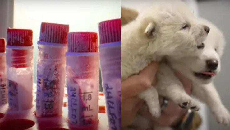 Desextingen a lobos terribles con ingeniería genética