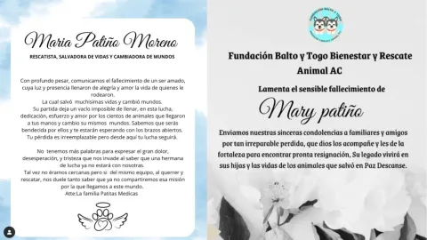 Animalistas lamentan muerte de Mary Patiño 2