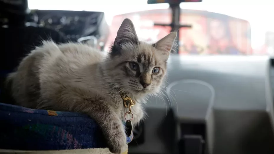 Así localizaron a “Zafiro”, el gatito cobrador de los camiones morados; estuvo más de 5 días desaparecido
