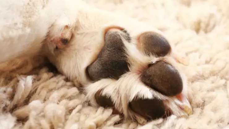 Indignación en Chetumal: Perro muere tras ser amarrado con alambre