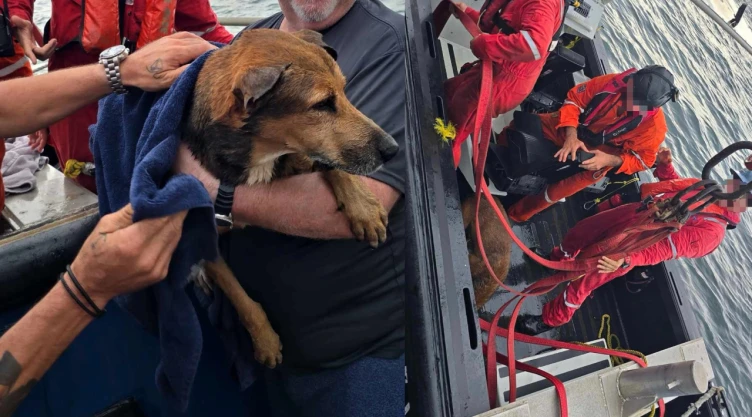 Rescate de perrito que nadaba en el mar a cuatro millas de Coatzacoalcos, Veracruz