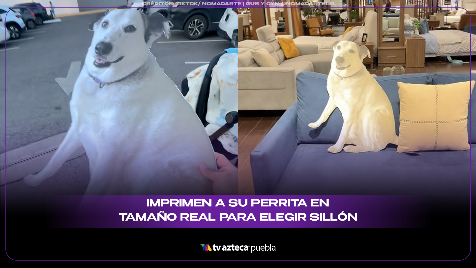 Imprimen a su perrita en tamaño real para elegir sillón y se vuelve viral
