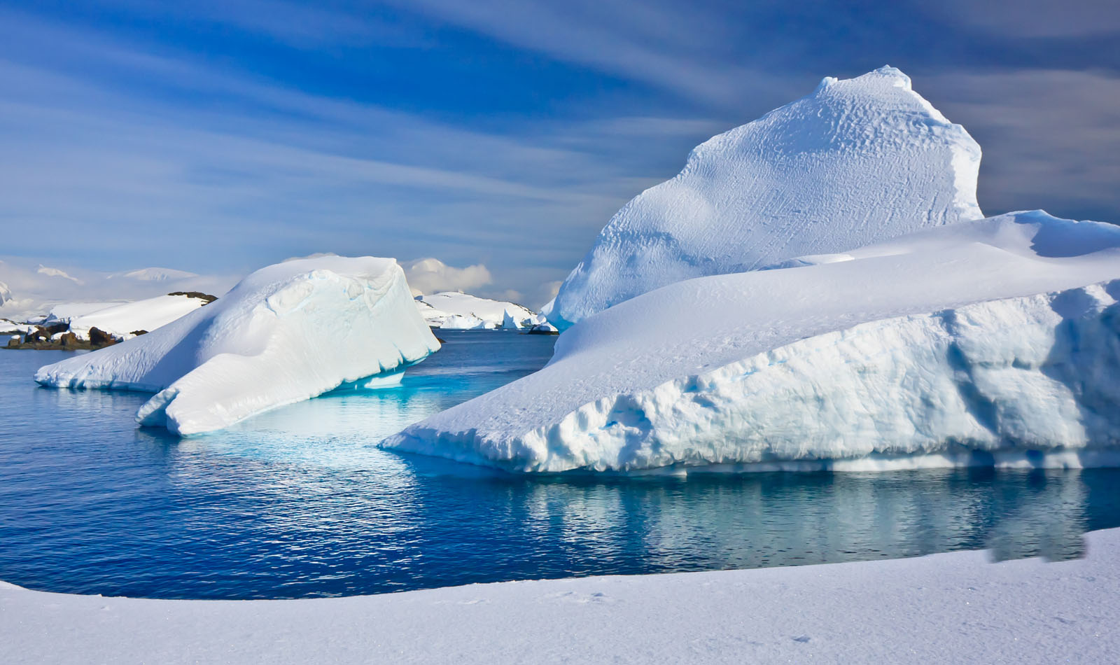 Parece imposible, pero es real: científicos encuentran en la Antártida animales marinos nunca antes vistos