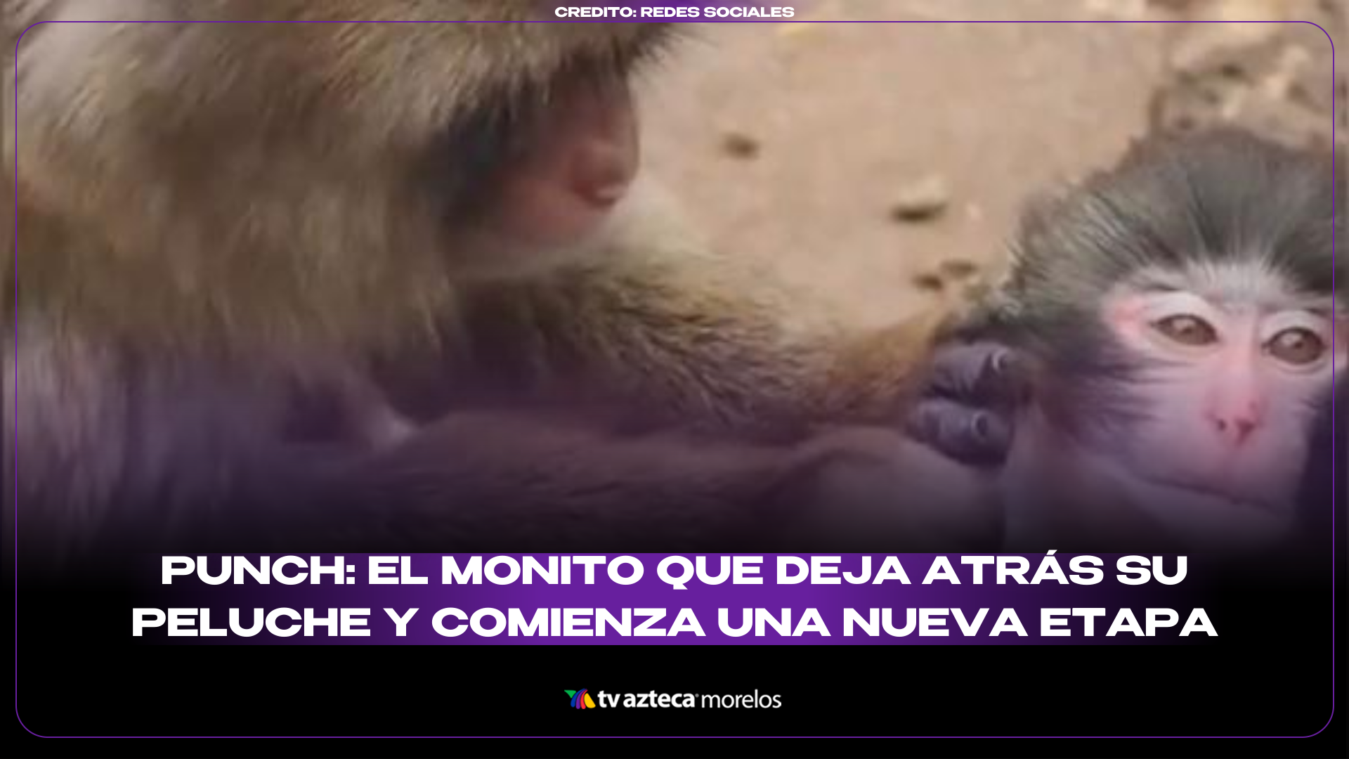 Chiveado Punch: el monito que deja atrás su peluche y comienza una nueva etapa
