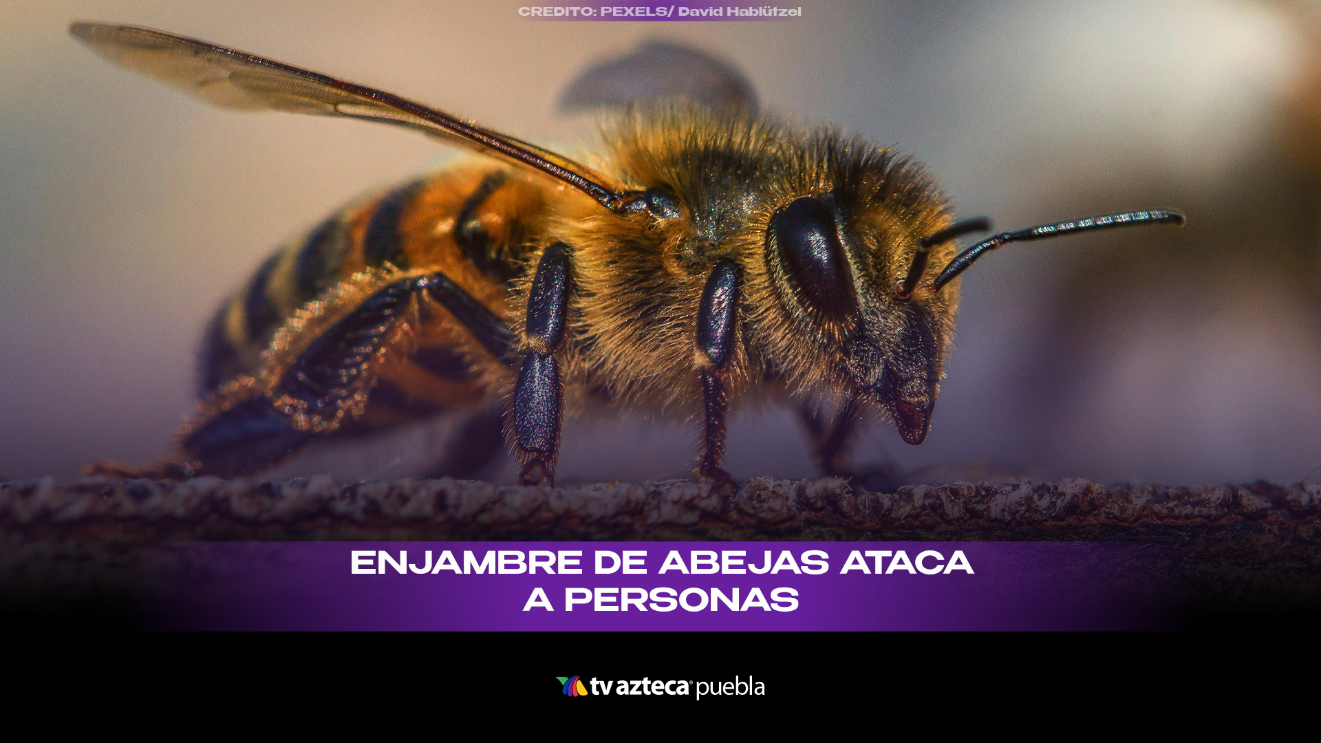 Ataque de abejas en Puebla deja seis lesionados y desata pánico