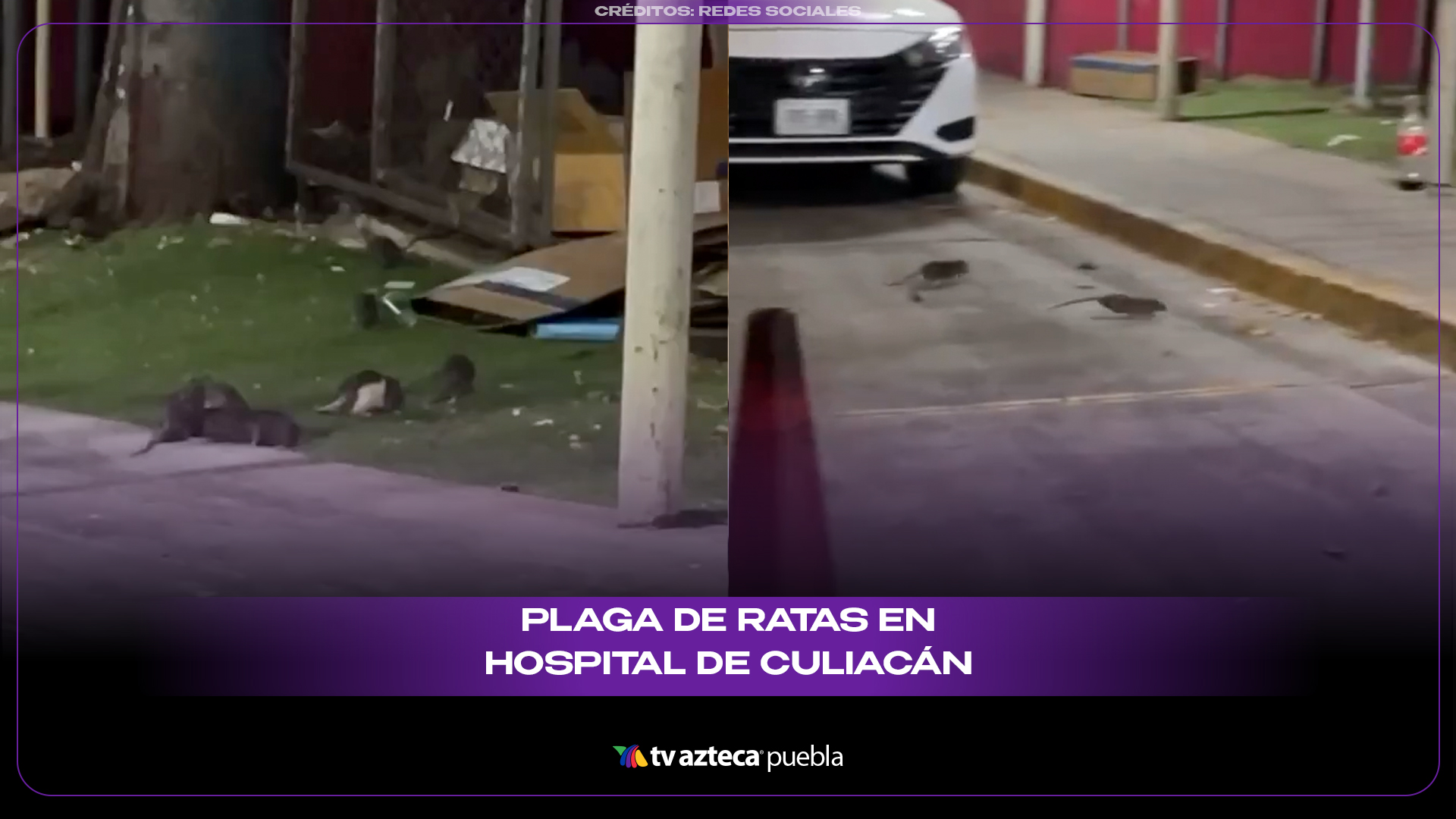 Plaga de ratas en hospital de Culiacán desata indignación por riesgo sanitario