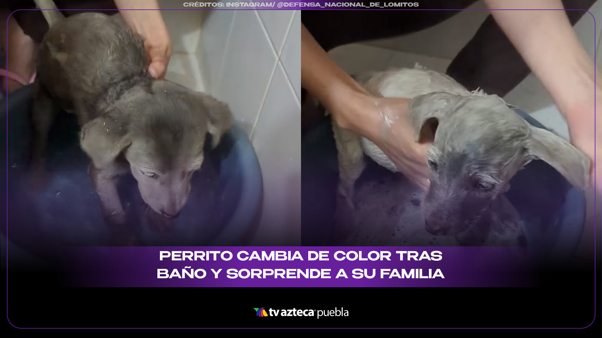 Perrito cambia de color tras baño y sorprende a su familia con su verdadero pelaje