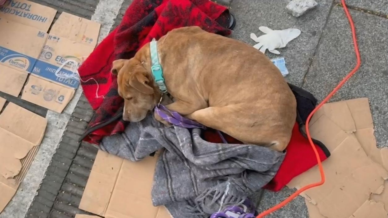 Perritos peregrinos son abandonados este 2025; operativo los rescata de las calles