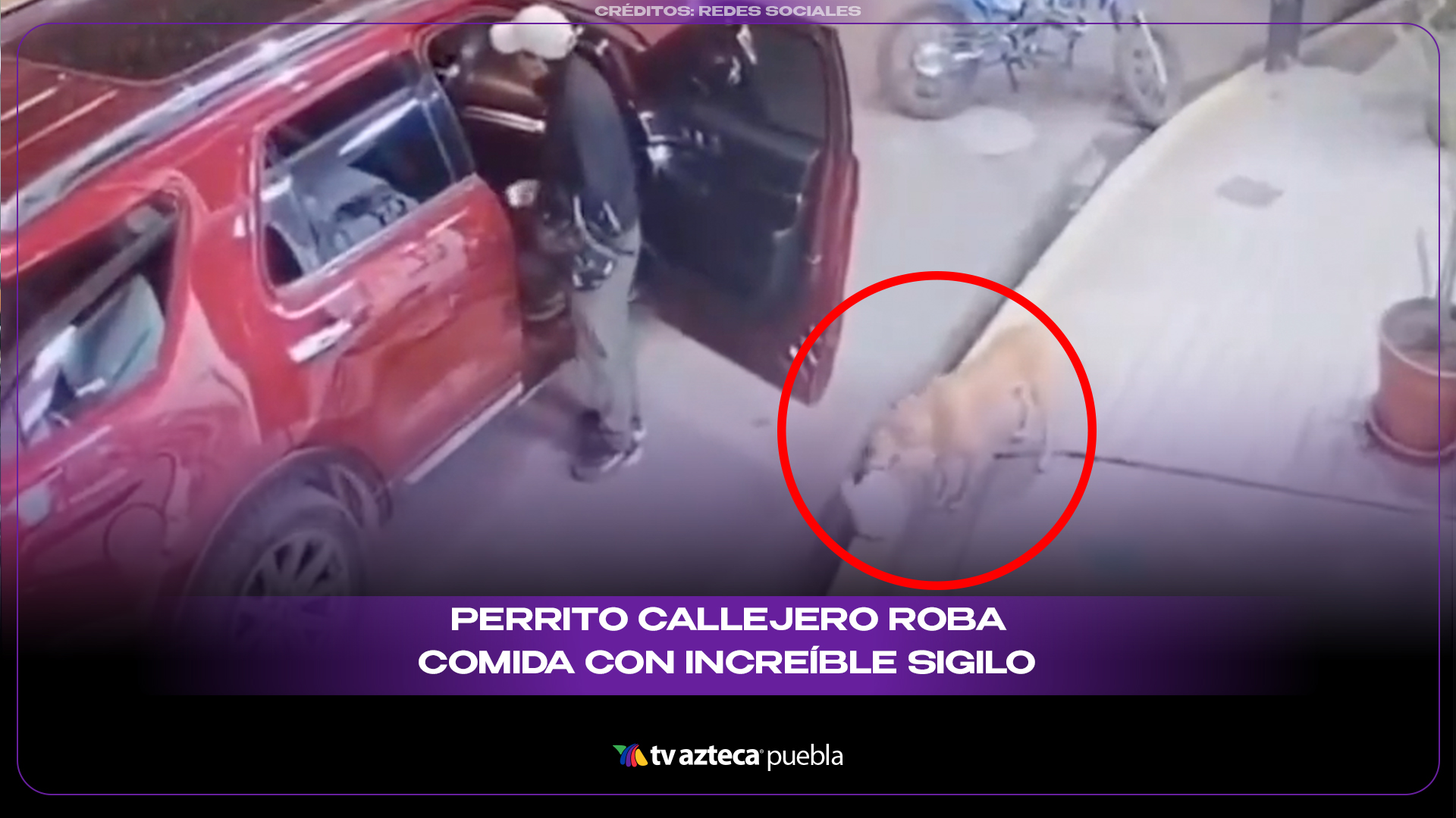 Perrito callejero roba comida con increíble sigilo y se vuelve viral