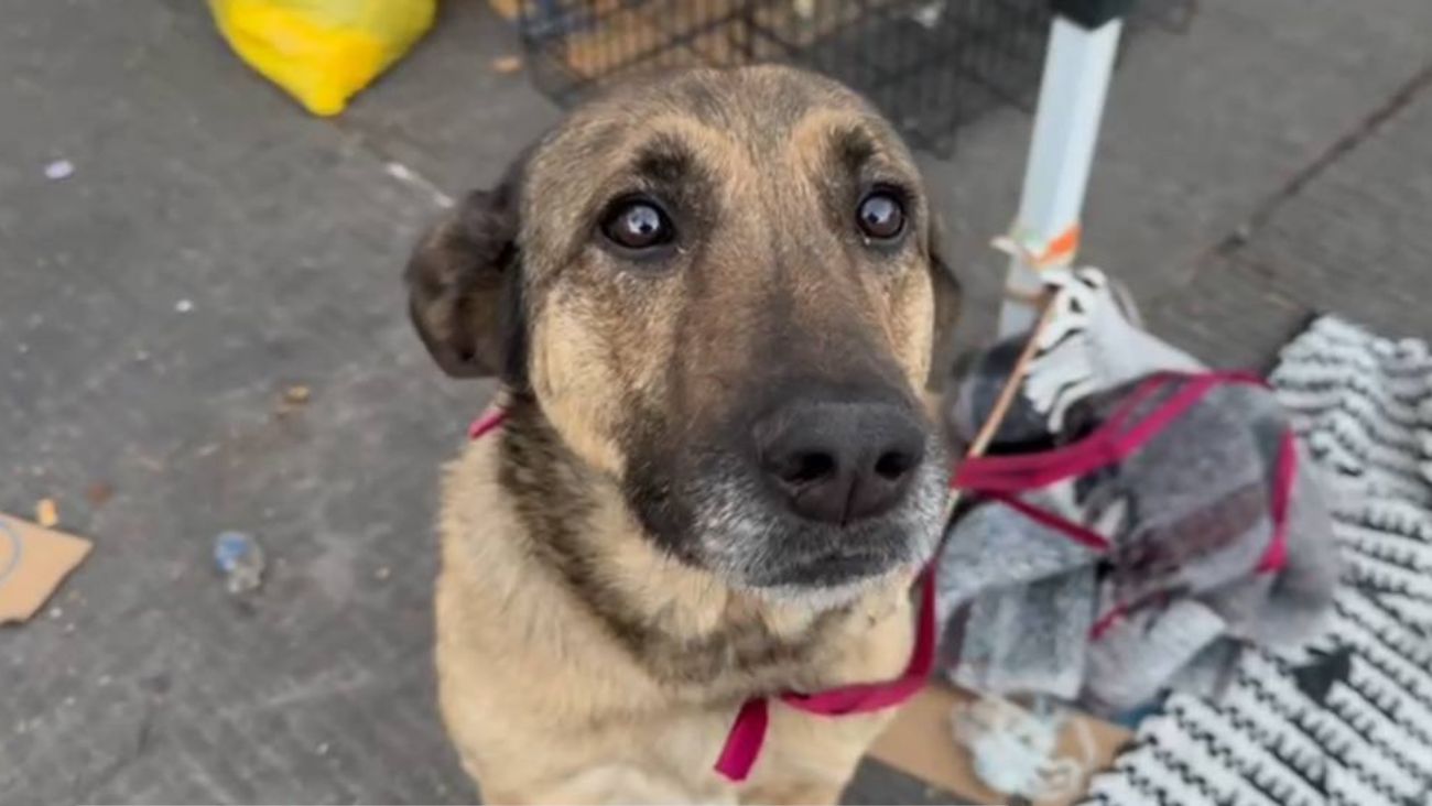 La otra cara de la fe; protectora animal explica por qué cientos de "perritos peregrinos" son abandonados
