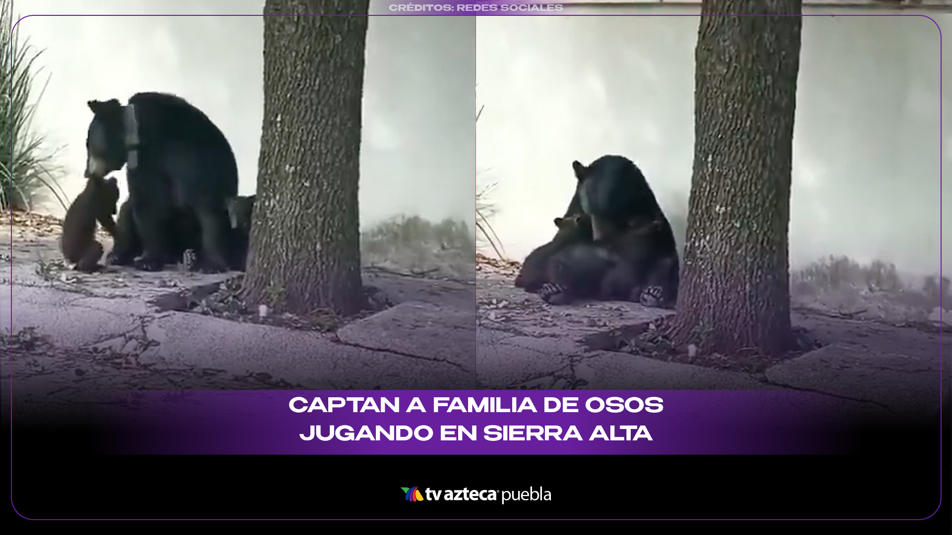 Captan a familia de osos jugando en Monterrey