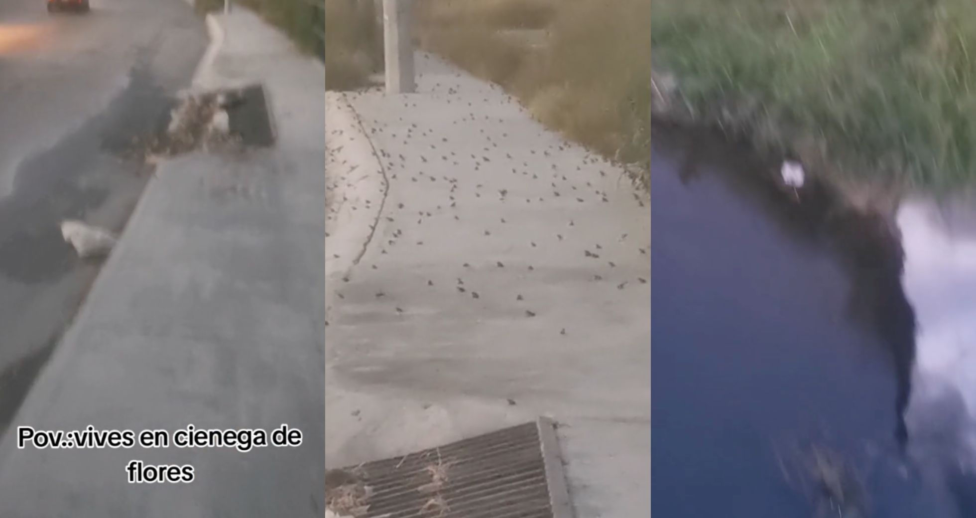 Sapos Poza Rica Impactante invasión de sapos en Nuevo León se vuelve VIRAL