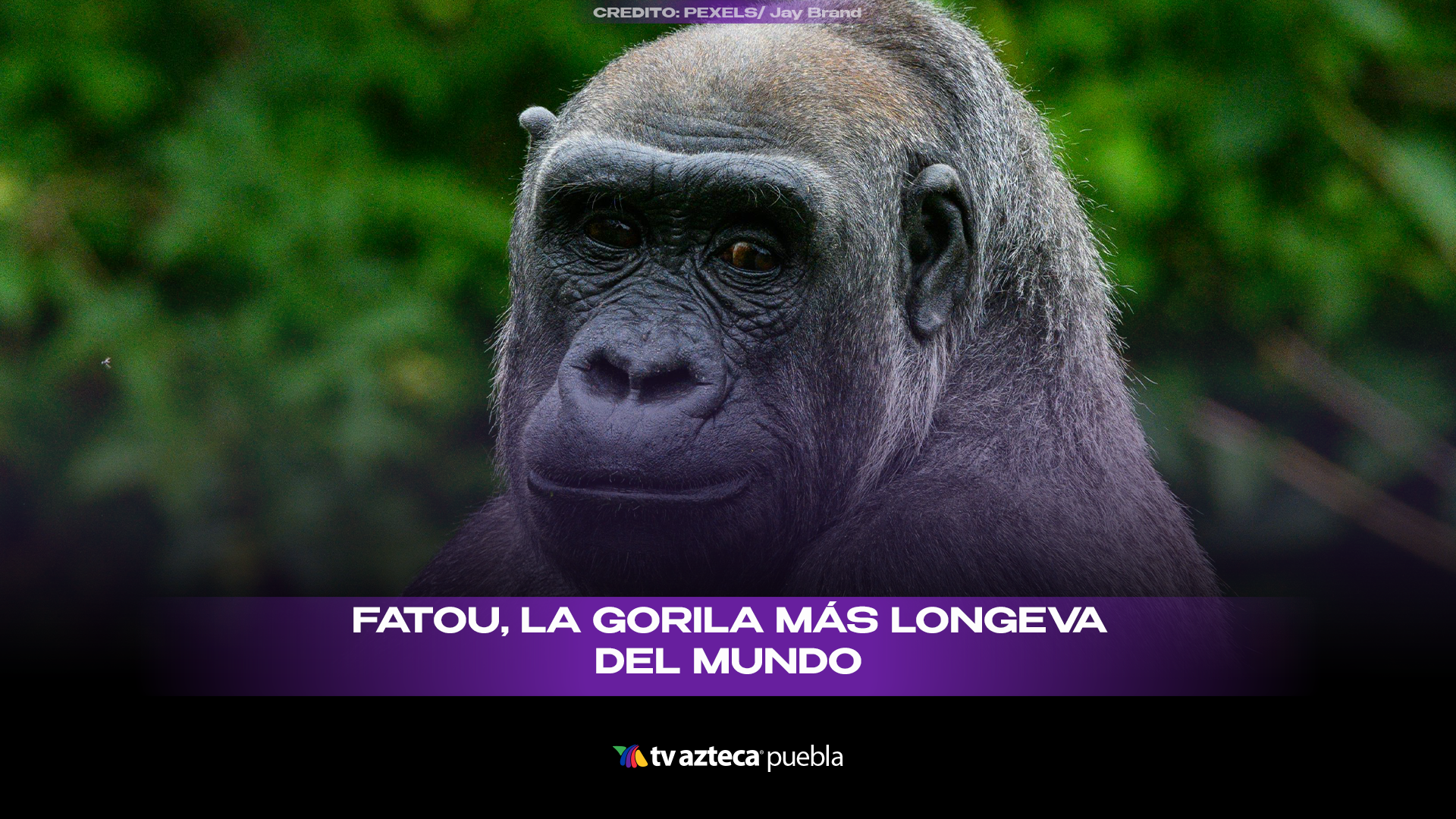 Fatou, la gorila más longeva del mundo, cumple 69 años