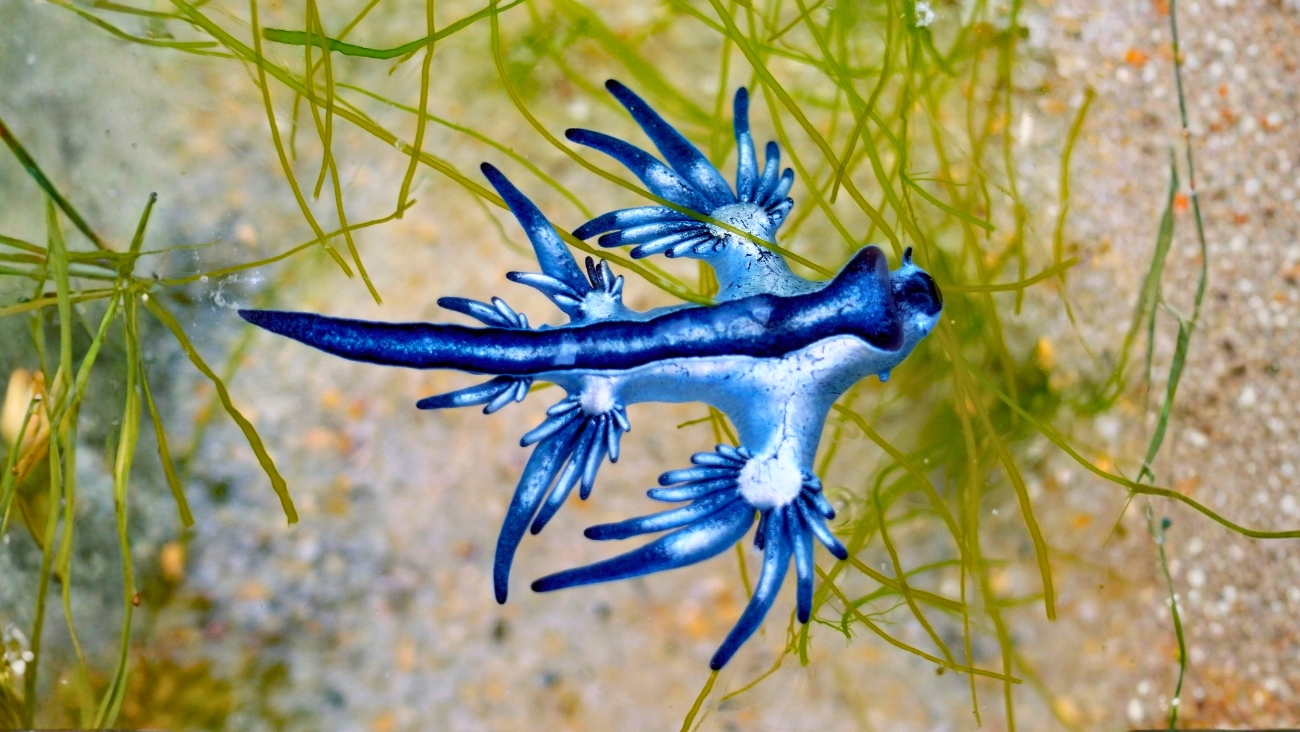 ¡Alerta en playas mexicanas! Aparece dragón azul en costas, un molusco venenoso que pone en riesgo a bañistas