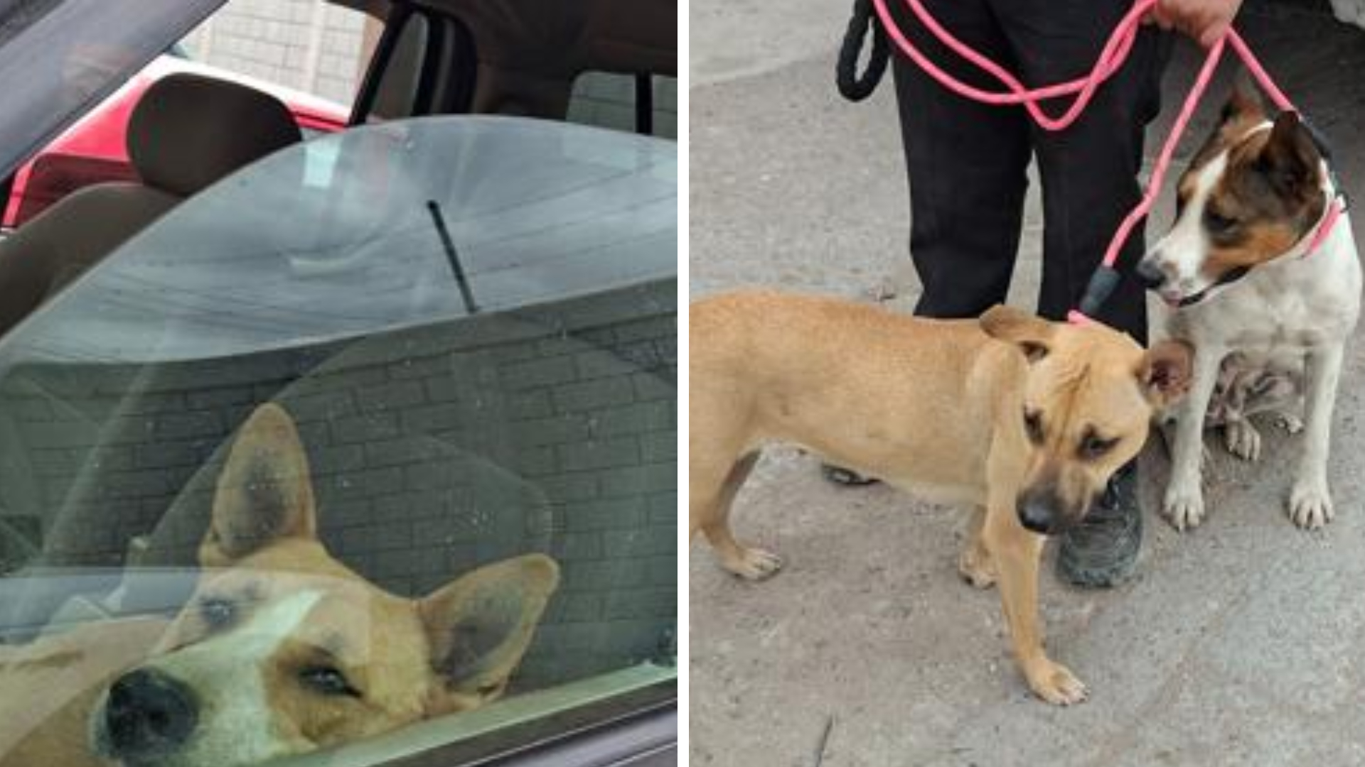 Rescatan a seis perros durante incendio en recicladora de Chihuahua capital