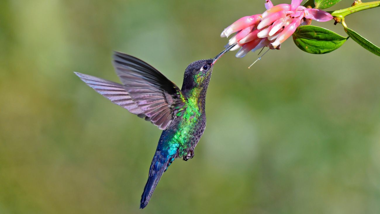 Los colibríes llegan al Museo de Historia Natural con una exposición que mezcla arte y biodiversidad