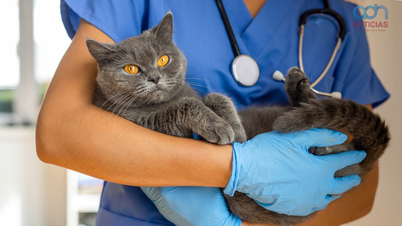 ¿Tienes michi? Habrá Campaña de Medicina Preventiva para gatos con vacunas y desparasitación gratis