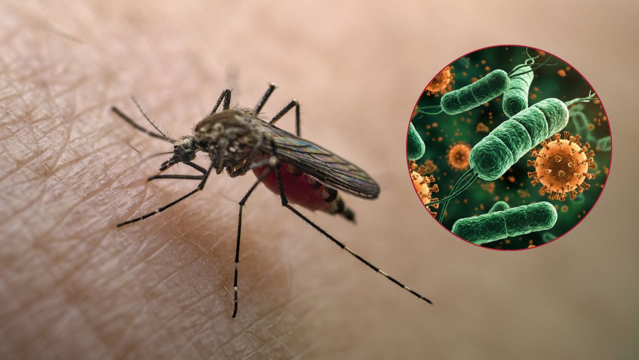 Emiten alerta epidemiológica por brote de chikungunya en el continente americano; OPS recomienda estar preparados