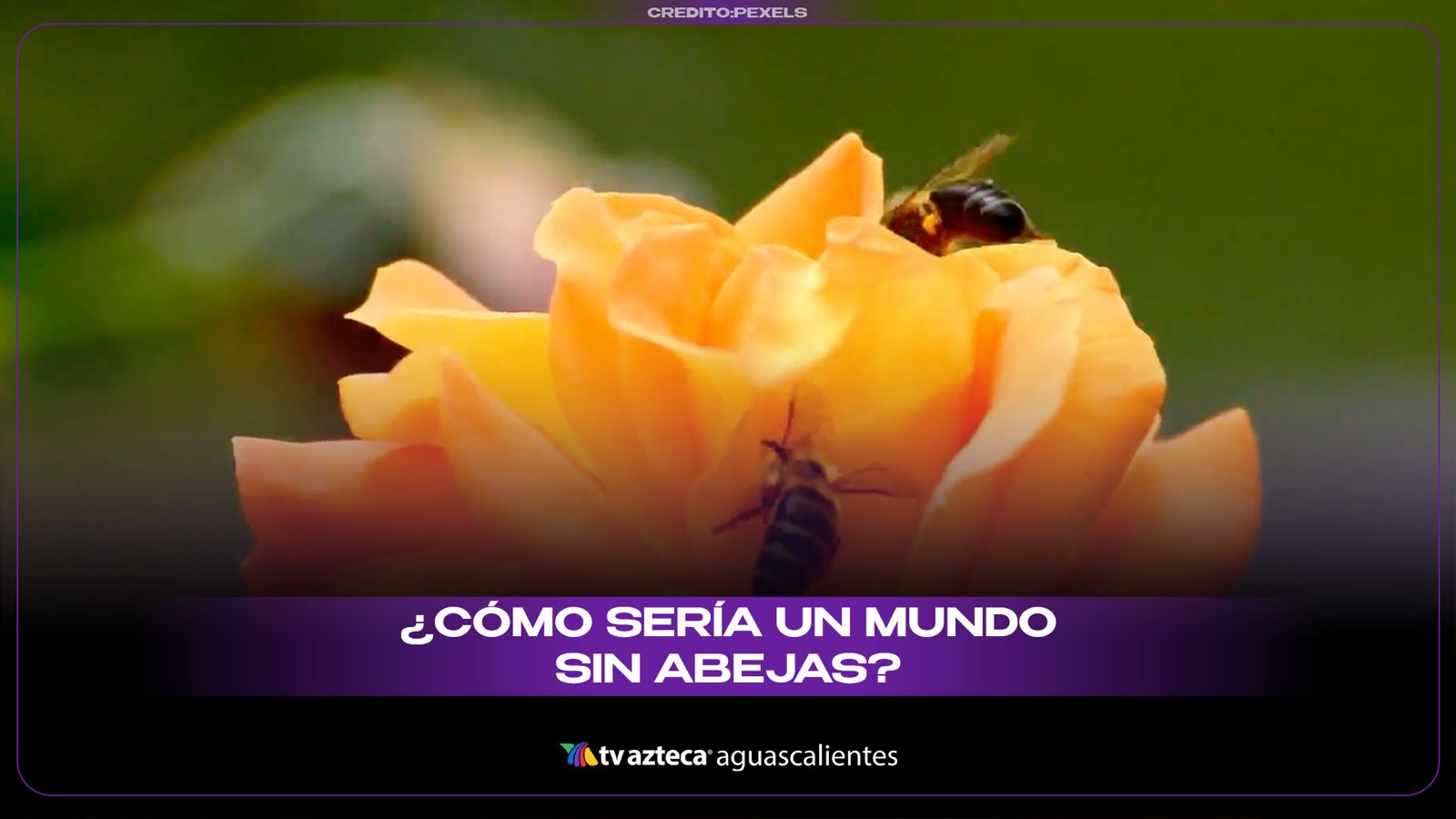 Día Internacional de las Abejas; ¿qué pasaría si desaparecen del mundo?
