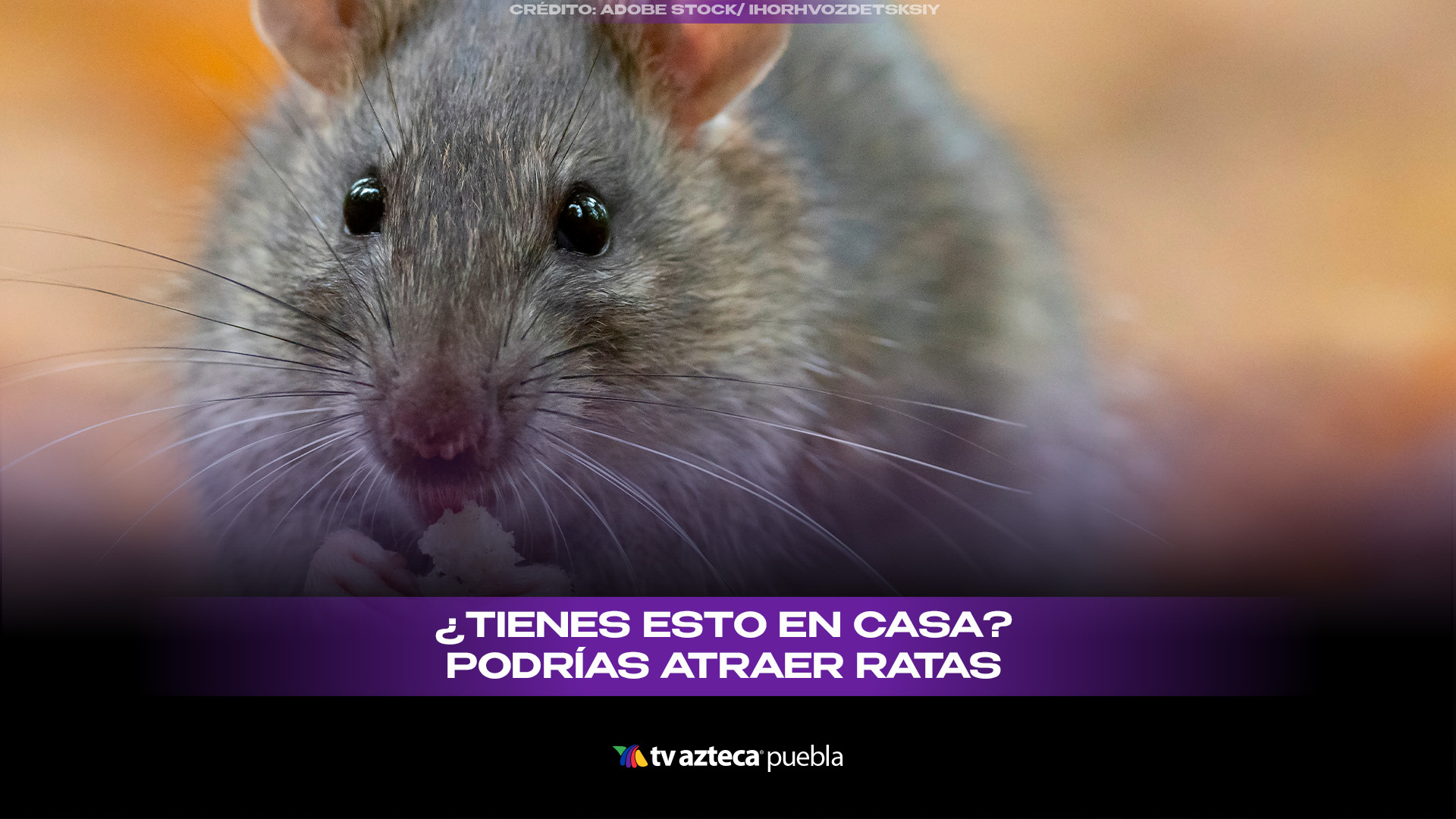 Cómo saber si hay ratas en casa y qué hacer para evitar su ingreso