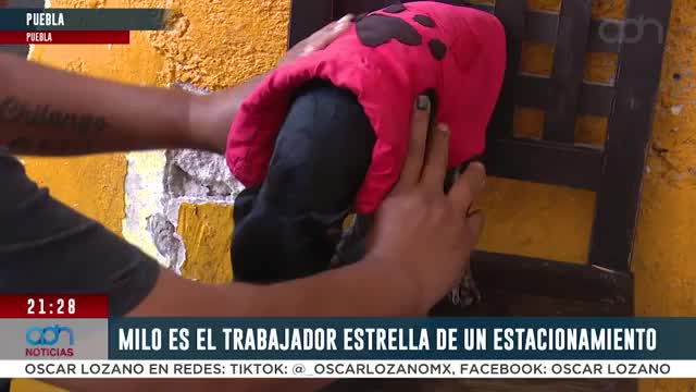 'Milo' trabajador estrella de un estacionamiento en Puebla