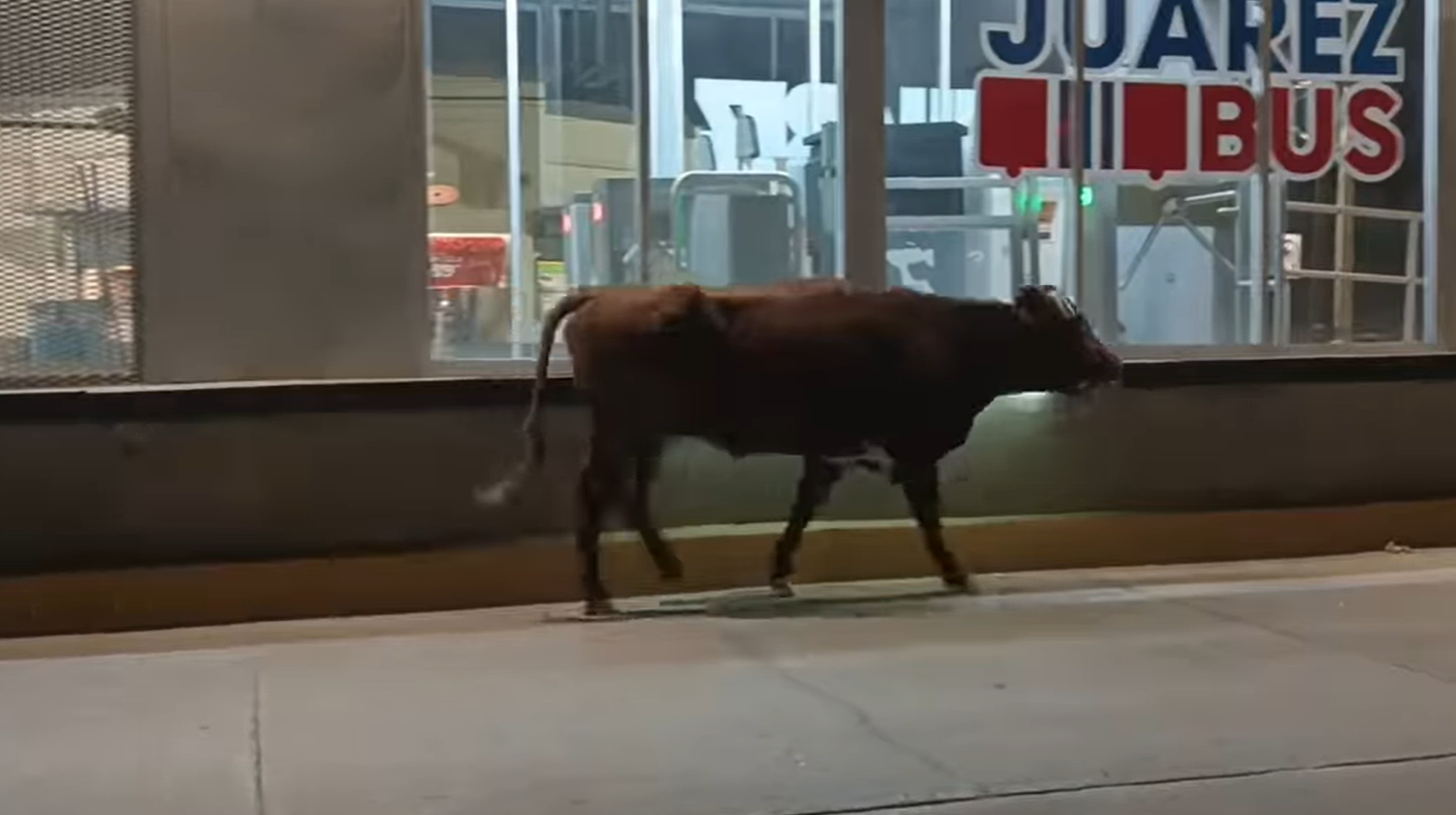 Toro intenta cruzar avenida Tecnológico y lo atropellan