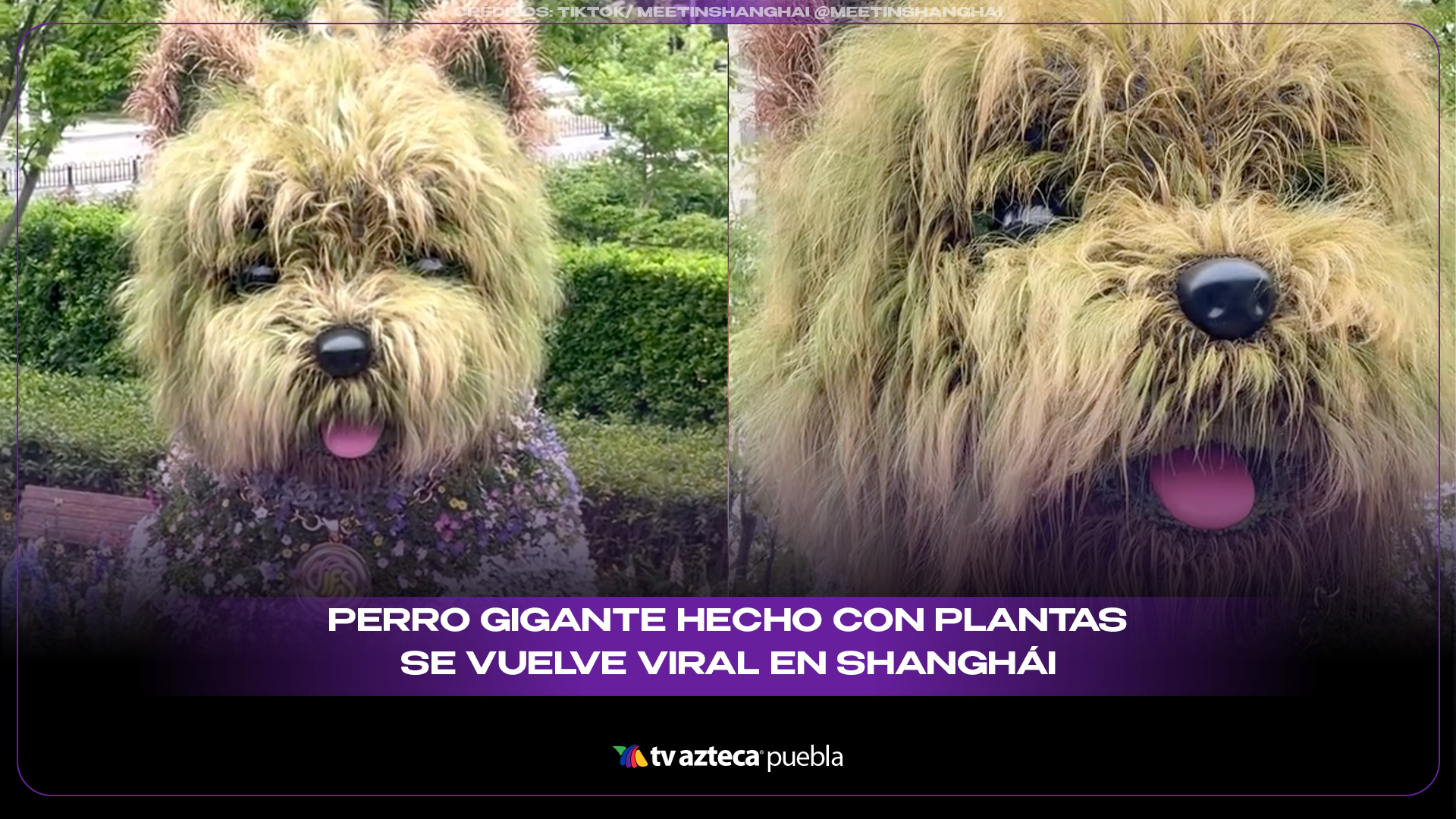 Perro gigante hecho con plantas se vuelve la nueva sensación viral en Shanghái