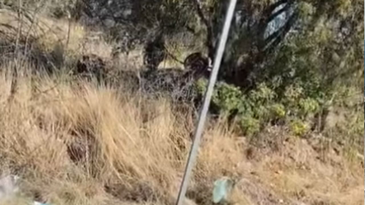 VIDEO: Así quedó auto tras volcadura en la carretera Tecali-Tepeaca hoy; generó tráfico