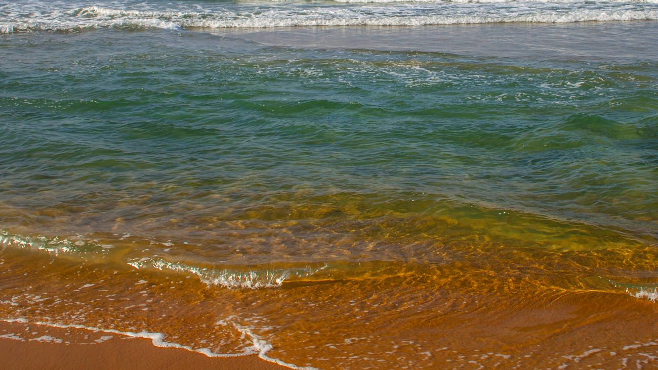 ¿Playas con olor a huevo podrido? El fenómeno que alerta en costas de EUA