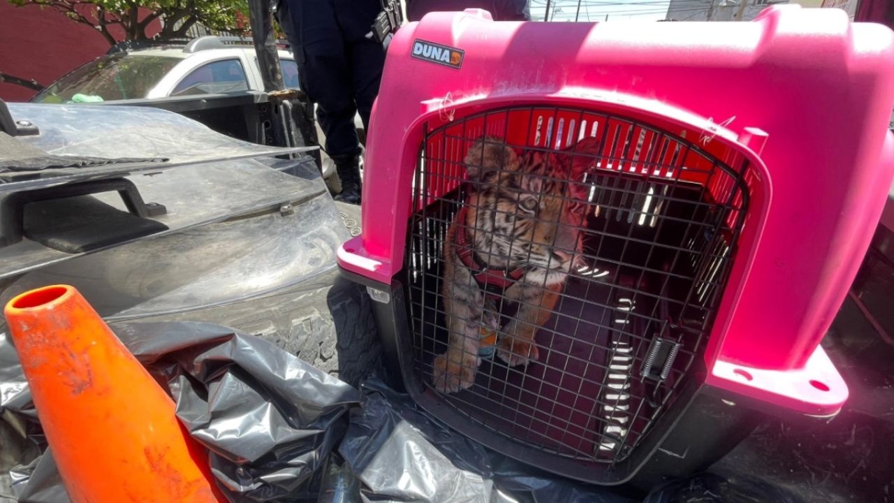 VIDEO: Vecinos hallan un tigre de bengala en patio de una casa en Ecatepec; rugidos los alarmaron