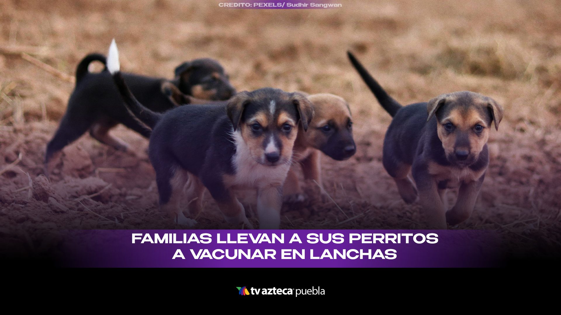 Familias llevan a sus perritos a vacunarse en lanchas y enternecen en redes