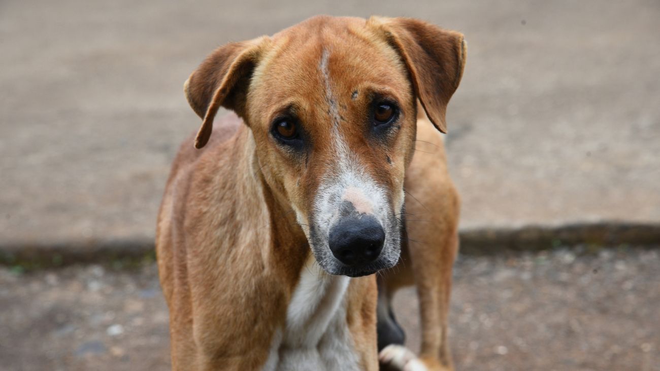 Video: Perro corre desesperado detrás del auto de su dueña que lo abandona en plena avenida en Apodaca