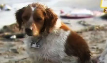 Denuncian a mujer que usaba foto de perro desnutrido para pedir ayuda