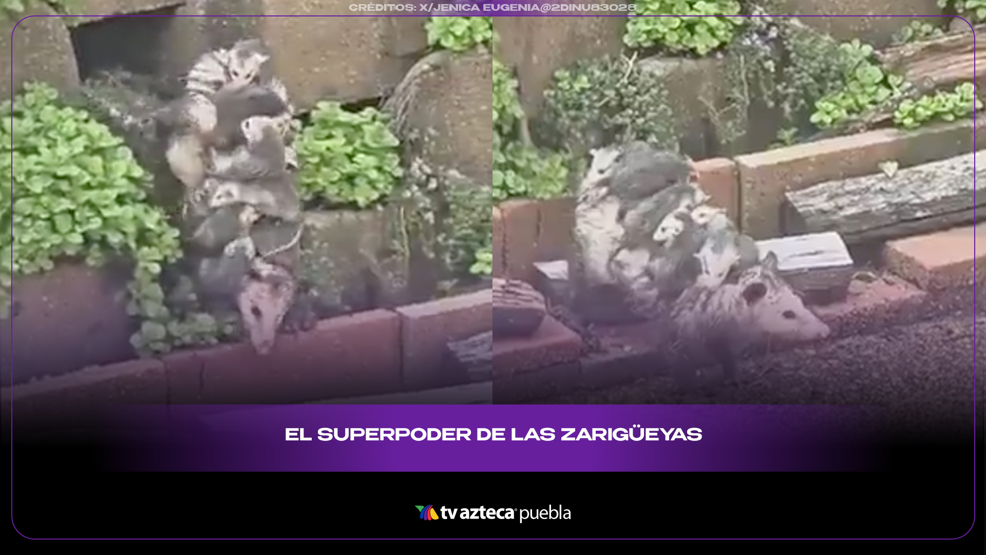Zarigüeyas ayudan más de lo que imaginas y este video lo explica