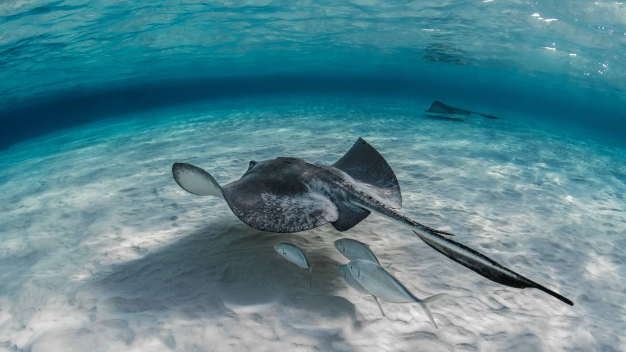 Mantarraya queda embarazada al parecer de un tiburón