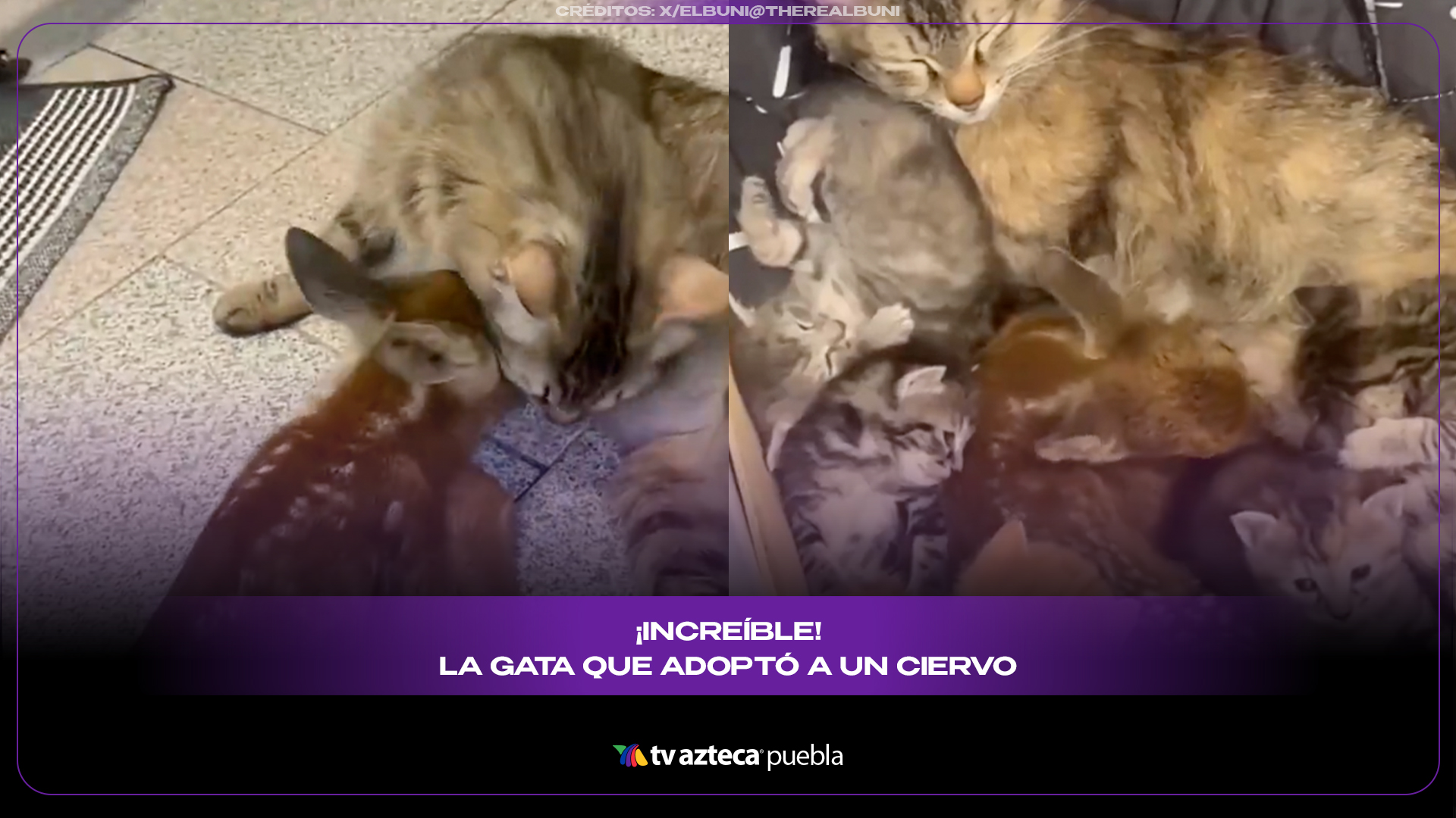 Gatita adopta a un ciervo huérfano y conmueve con su amor