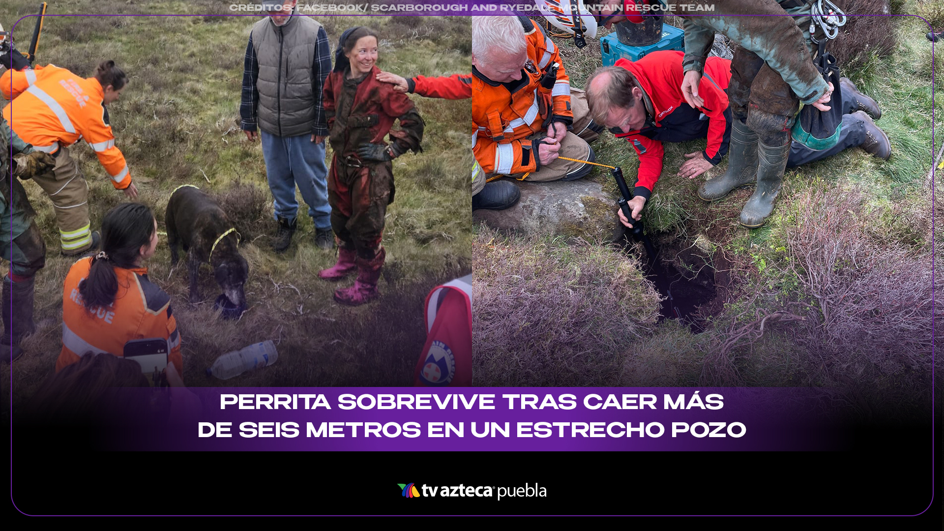 Perrita sobrevive tras caer más de seis metros en un estrecho pozo en Inglaterra