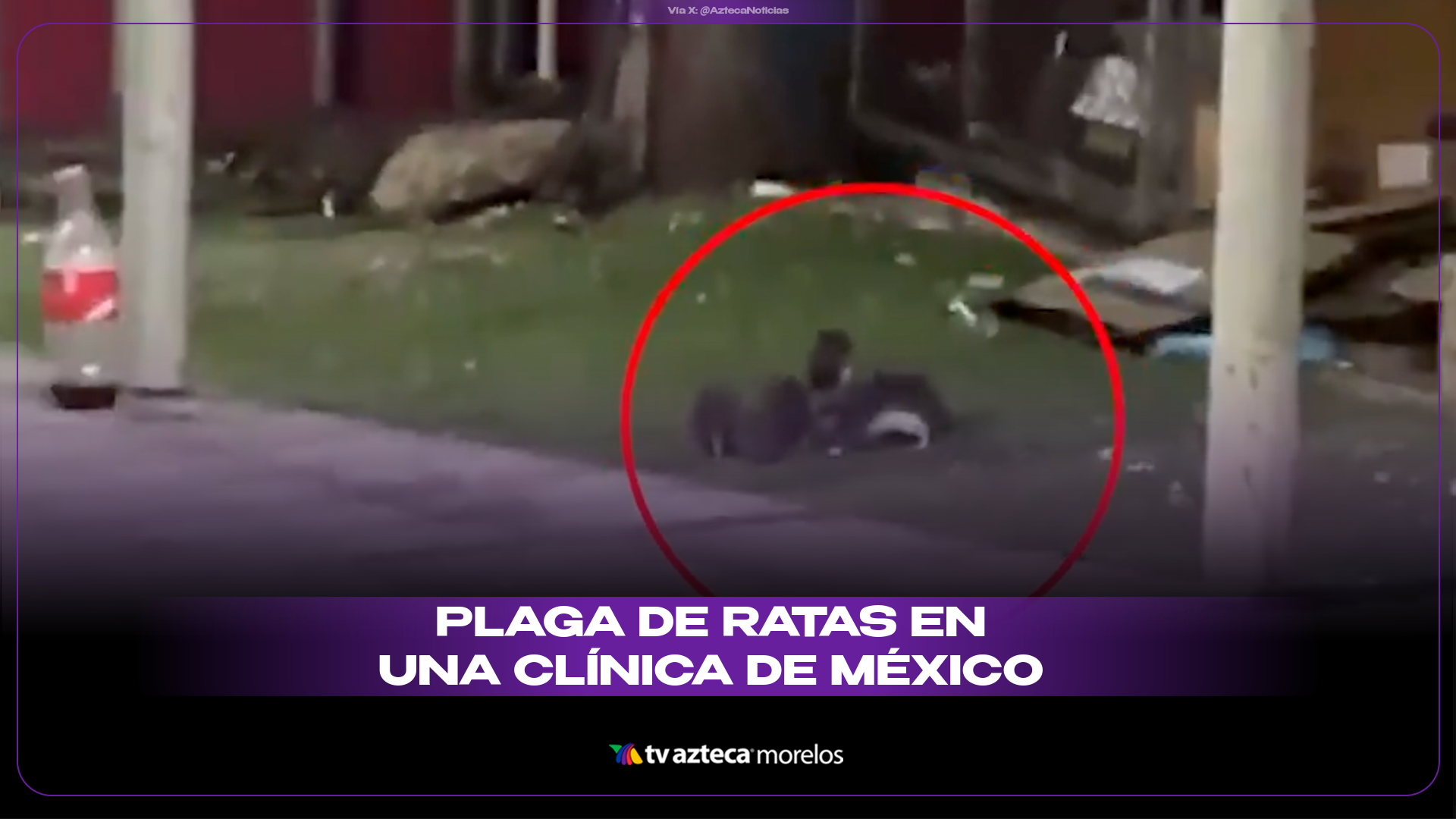 VIDEO: plaga de ratas en clínica desata alerta por riesgo sanitario