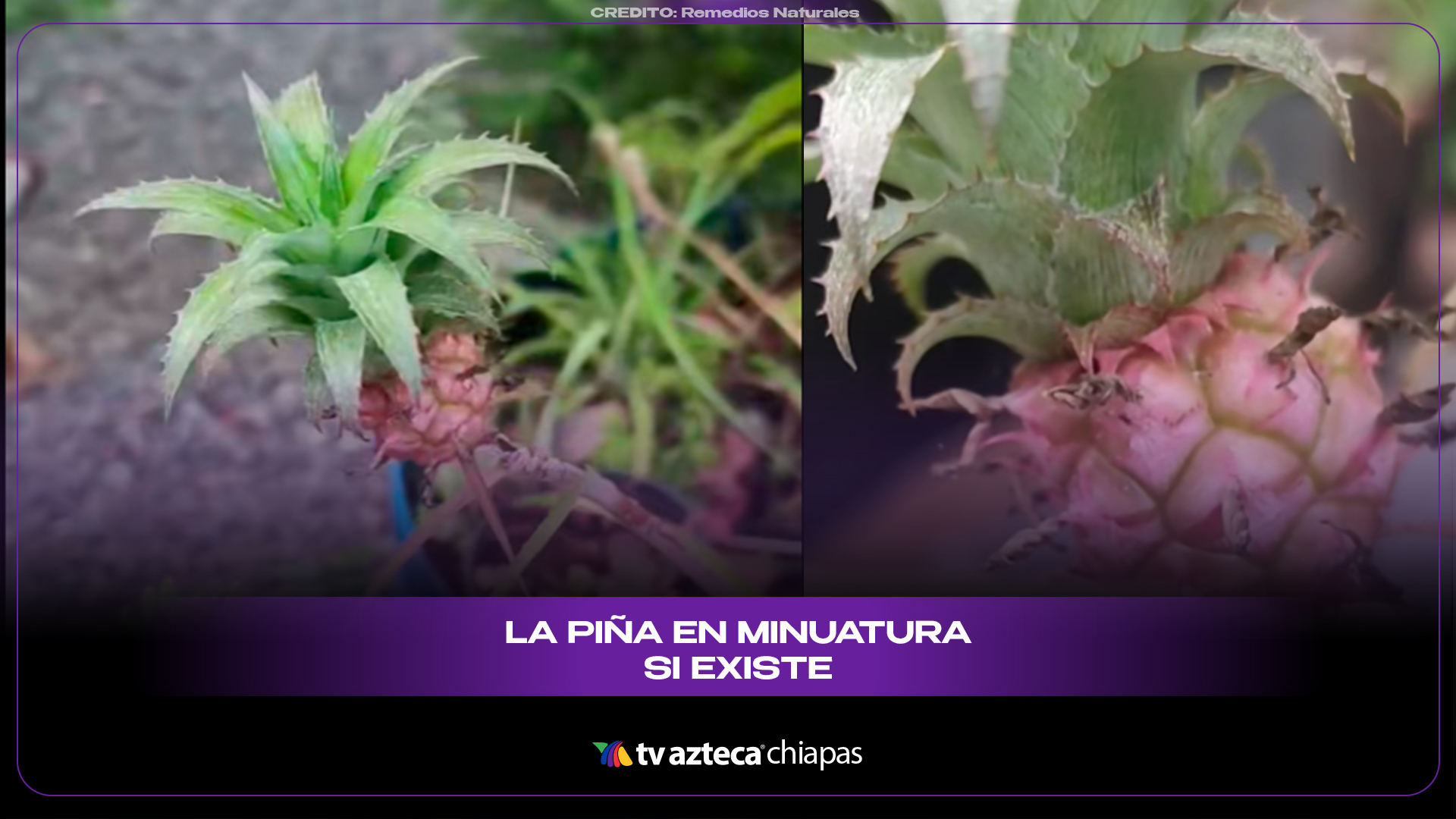 Qué es la piña miniatura: Beneficios, características y dónde encontrarla