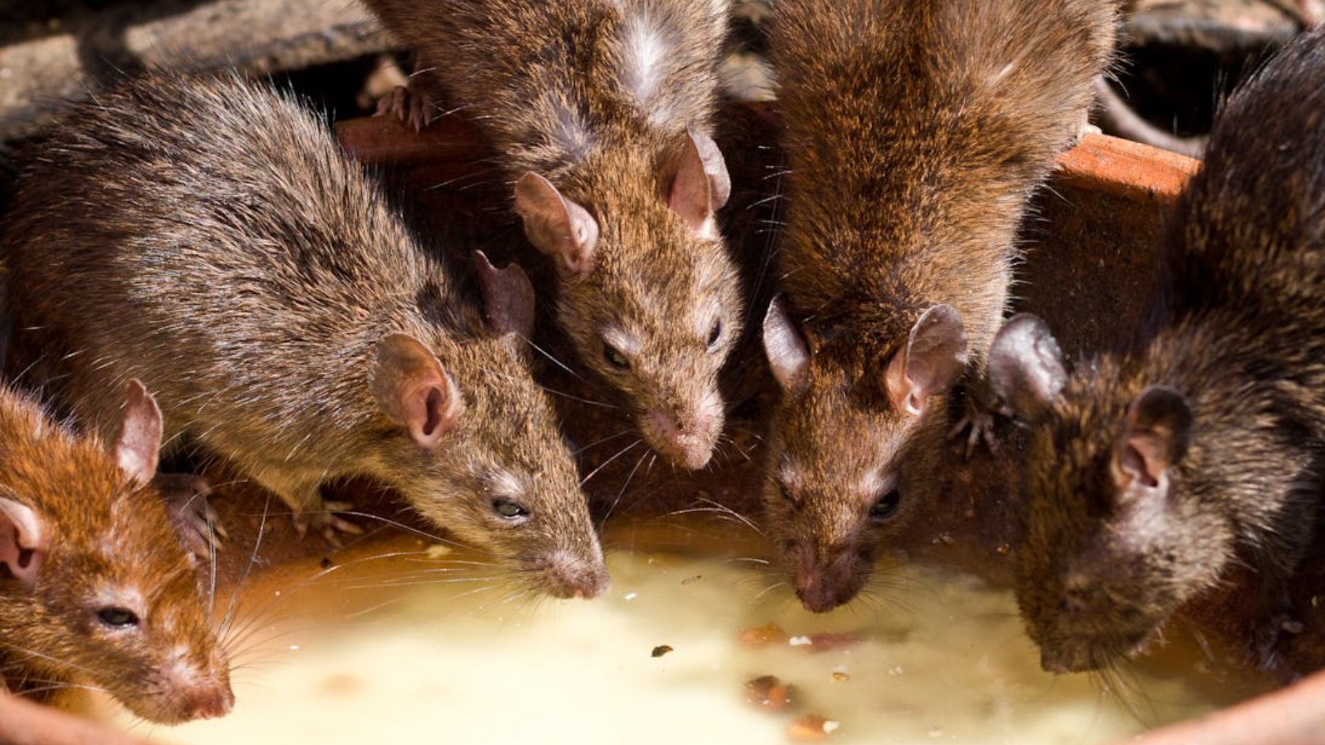 Plaga de roedores en unidad habitacional de San Bartolo