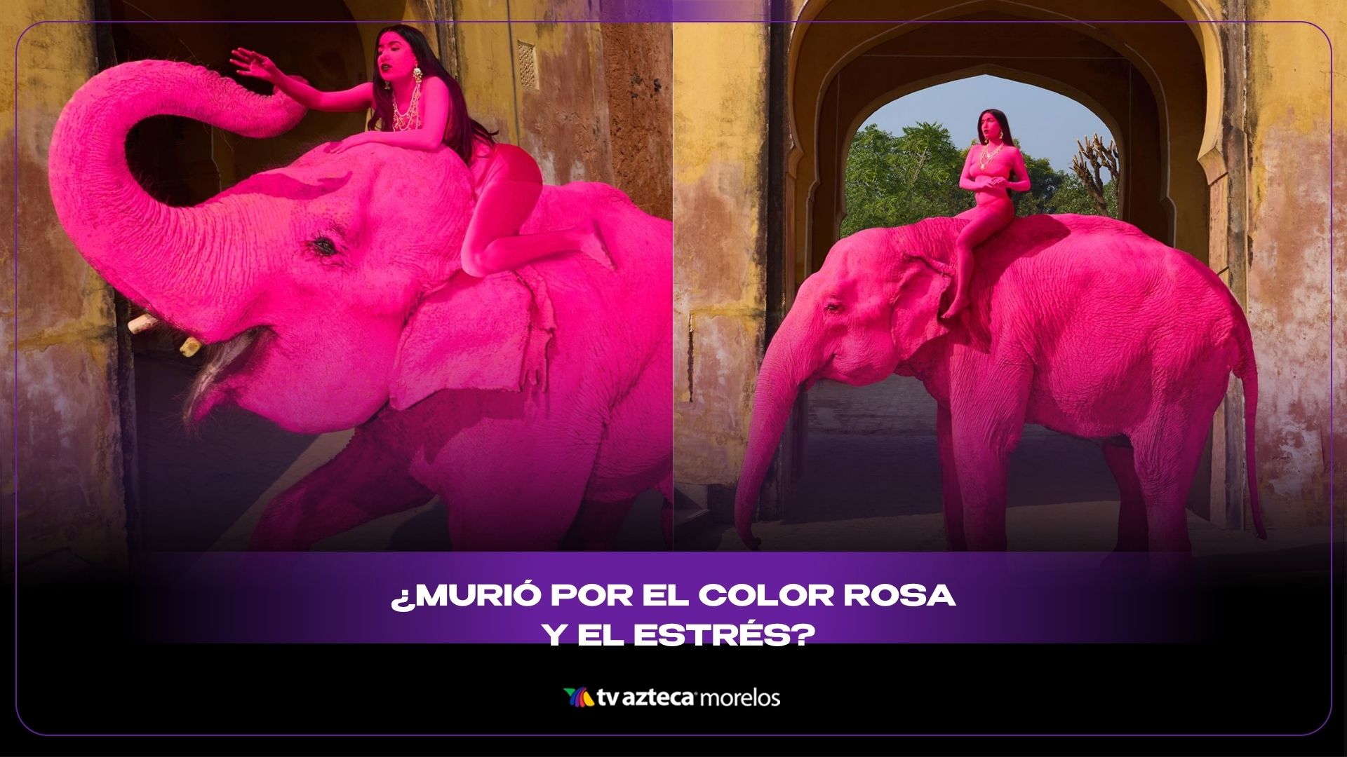 Elefante Rosa Mario Elefanta pintada de rosa muere y desata indignación mundial