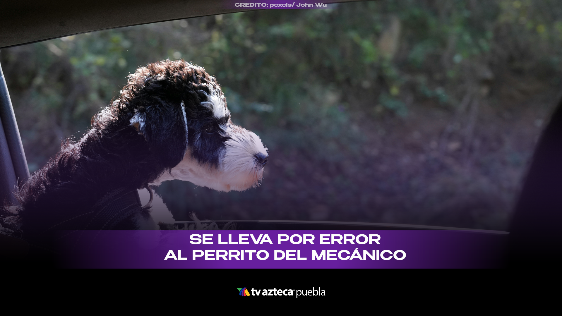 Joven se lleva sin querer al perro del mecánico y el video se vuelve viral