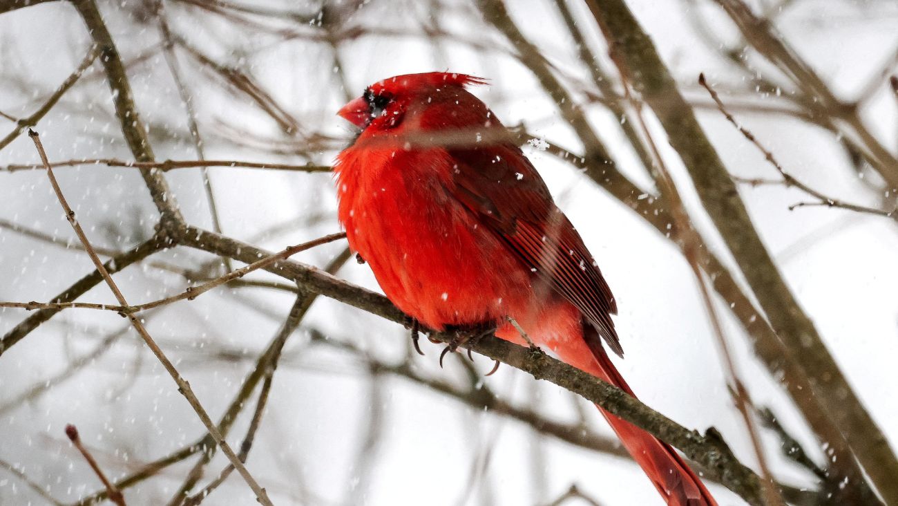 Los ornitólogos ponen el grito en el cielo: dar agua a las aves en invierno puede ser un error