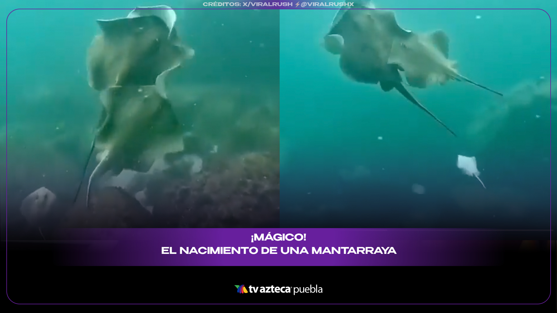 Nacimiento de mantarrayas sorprende por su forma única de llegar al mundo