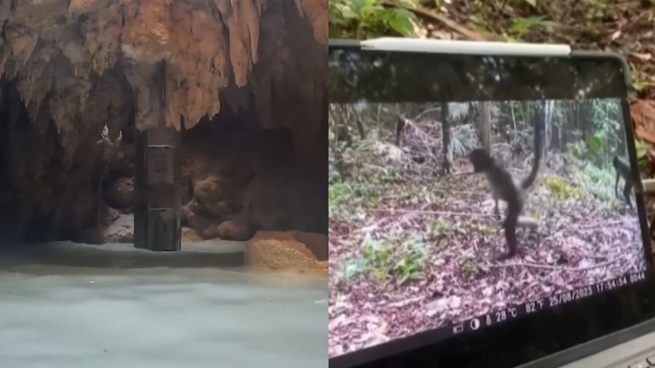 Daños ambientales en la selva maya por la construcción del tramo 5 del ...