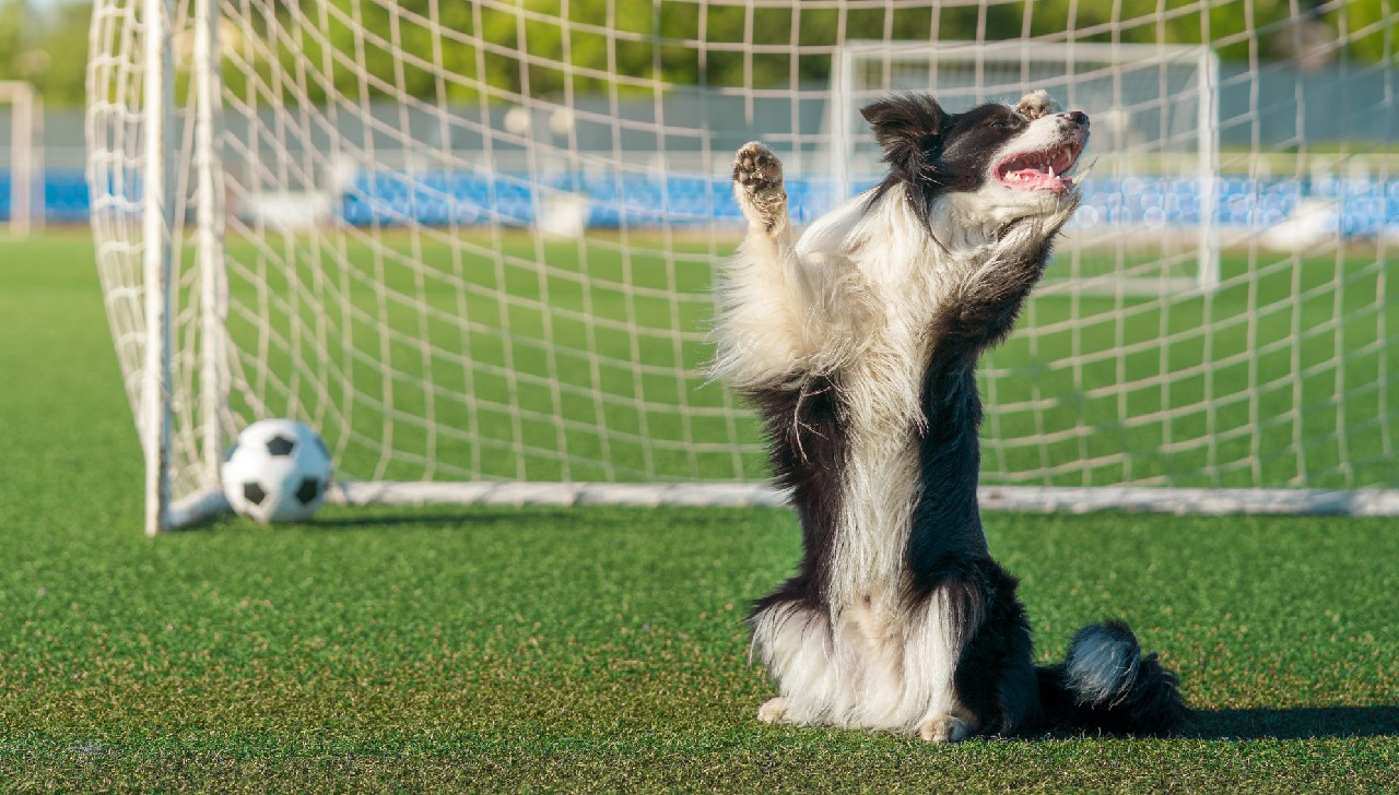 VIDEO: Perrito portero se viraliza en TikTok
