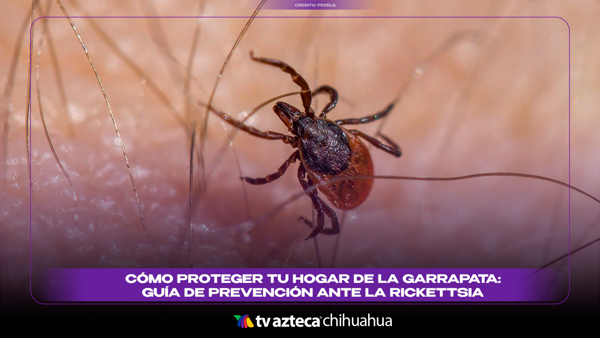 Rickettsiosis en Chihuahua: cómo prevenir y proteger a tus mascotas de ...